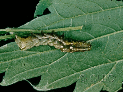 lateral view of larva Abrostola ovalis