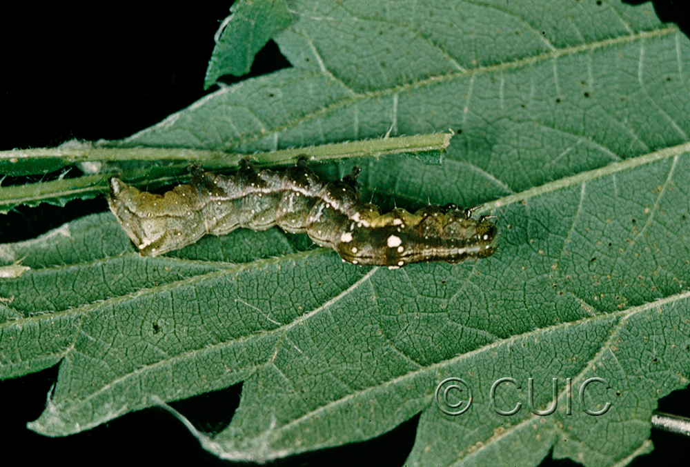 lateral view of larva Abrostola ovalis