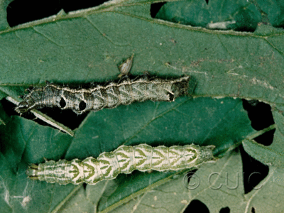 dorsal / lateral view of larva Abrostola urentis