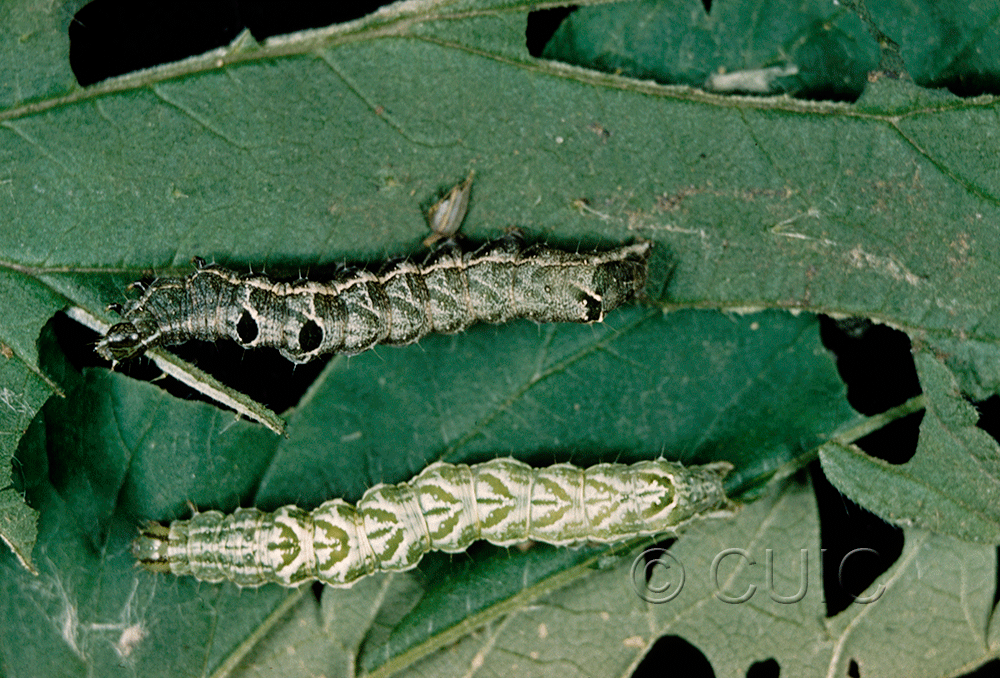 dorsal / lateral view of larva Abrostola urentis