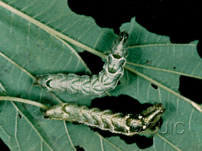 dorsal view of larva Abrostola urentis