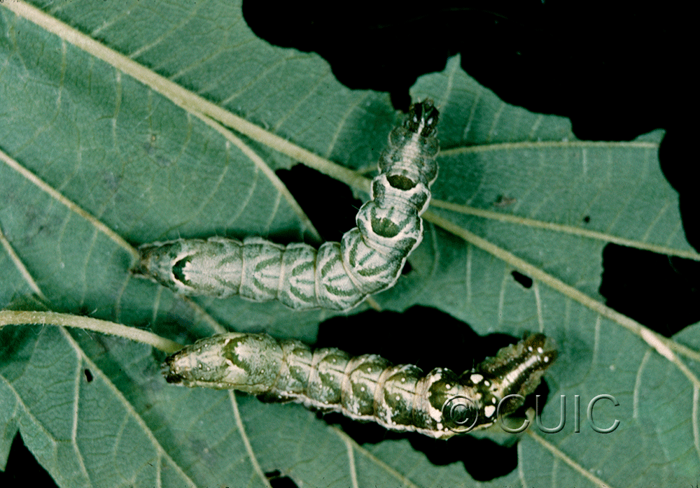 dorsal view of larva Abrostola urentis
