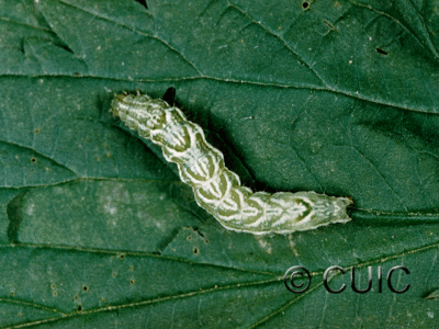 dorsal view of larva Abrostola urentis