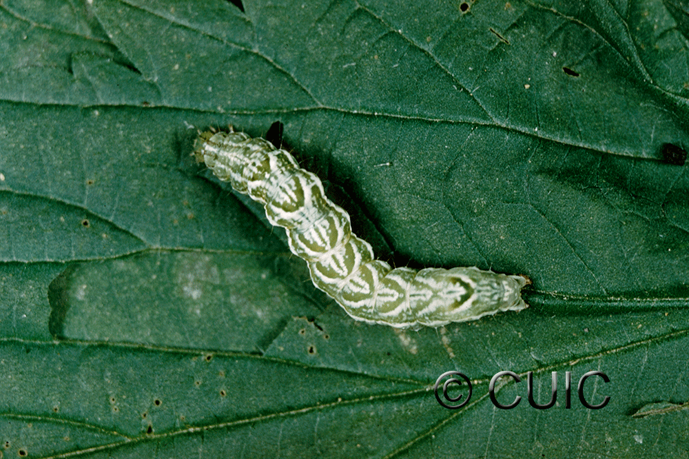 dorsal view of larva Abrostola urentis