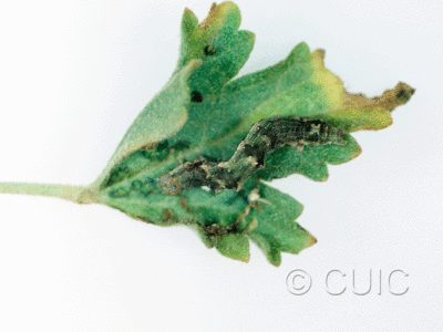 dorsal view of larva Tarache huachuca in USA: AZ