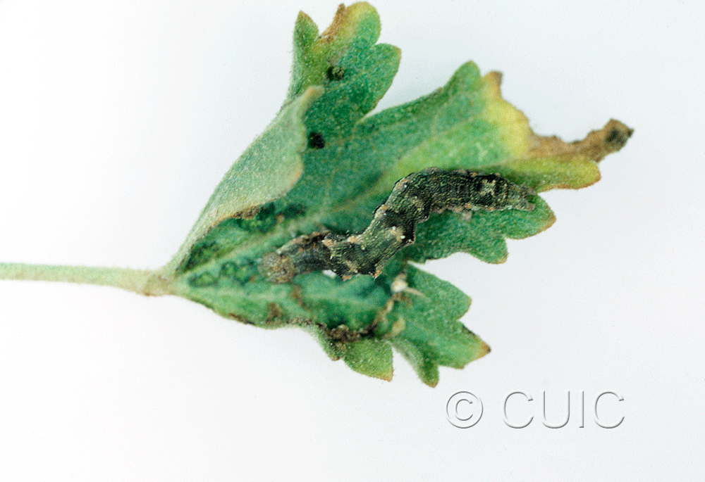 dorsal view of larva Tarache huachuca in USA: AZ