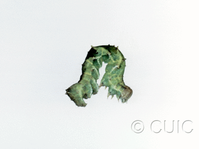 lateral view of larva Tarache huachuca in USA: AZ