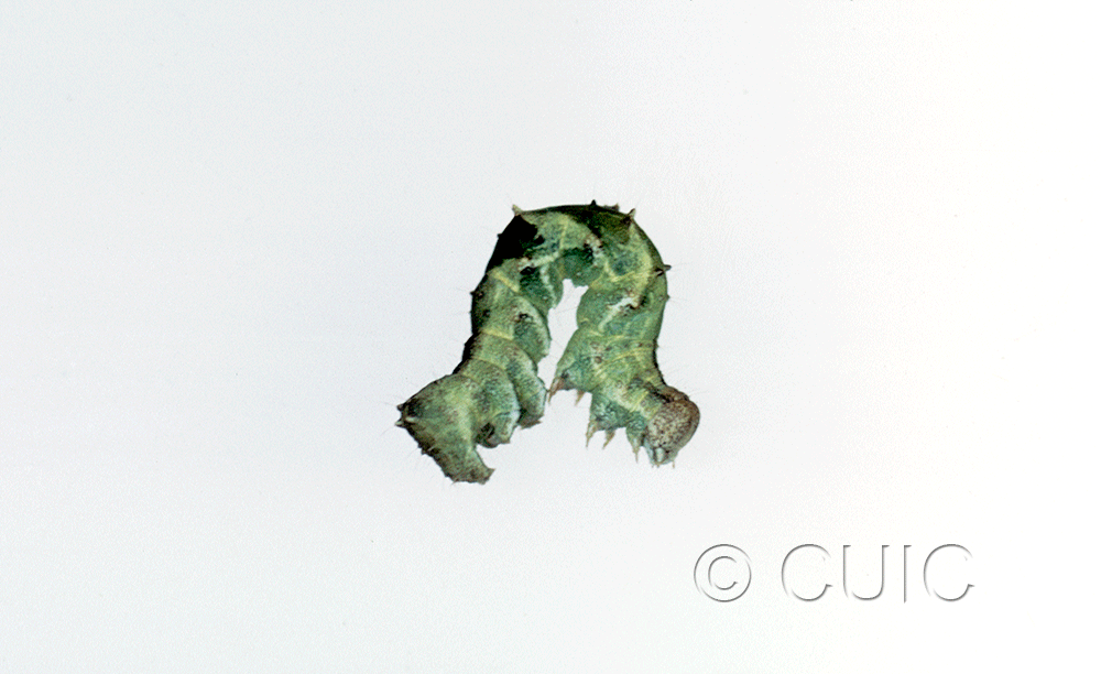 lateral view of larva Tarache huachuca in USA: AZ