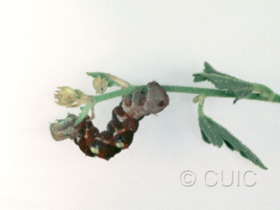 lateral view of larva Tarache huachuca in USA: AZ