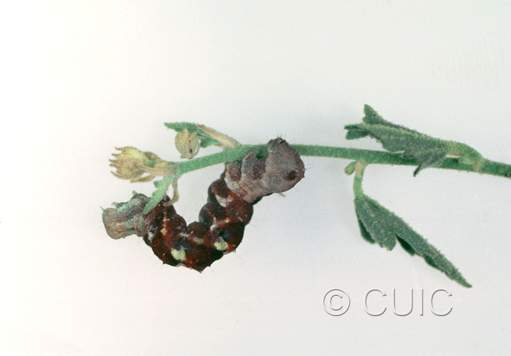 lateral view of larva Tarache huachuca in USA: AZ