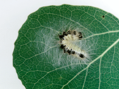 dorsal view of larva Acronicta