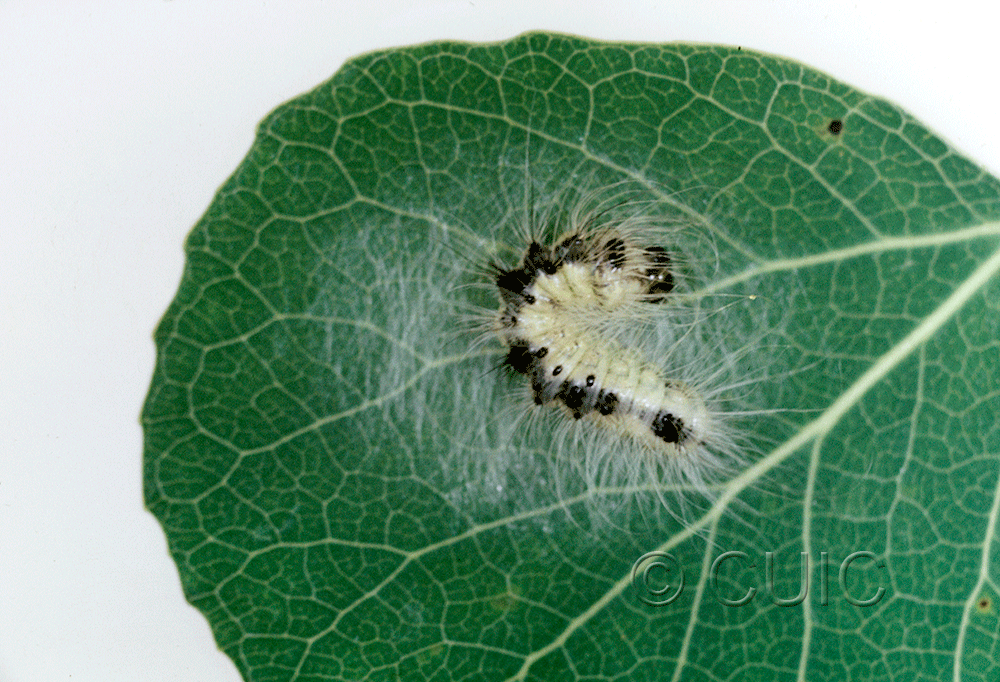 dorsal view of larva Acronicta