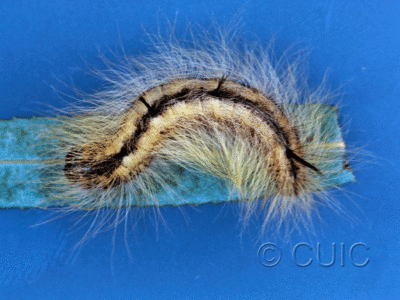 dorsal view of larva Acronicta on Salix in USA: MT