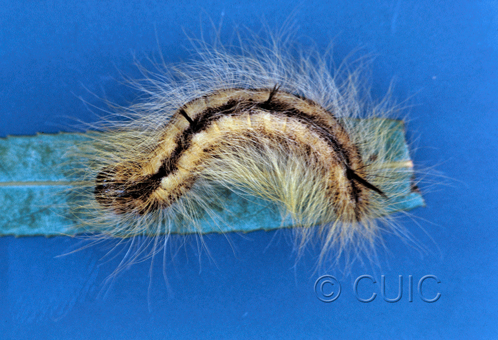dorsal view of larva Acronicta on Salix in USA: MT