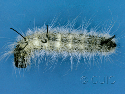 dorsal view of larva Acronicta americana on Acer saccharinum in USA: NY