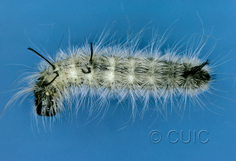 dorsal view of larva Acronicta americana on Acer saccharinum in USA: NY