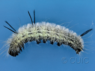 lateral view of larva Acronicta americana on Acer saccharinum in USA: NY