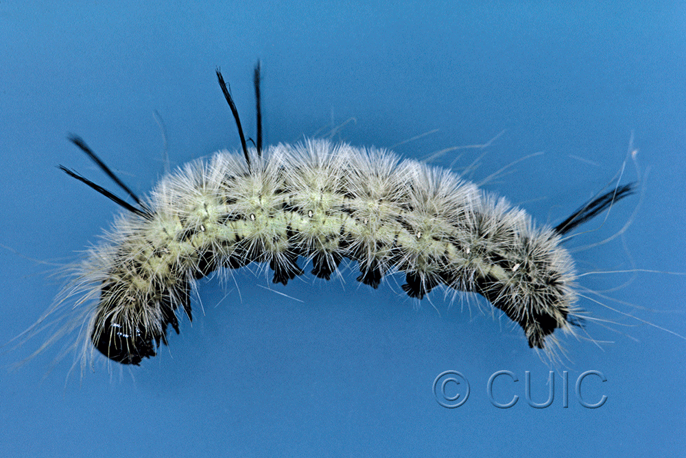 lateral view of larva Acronicta americana on Acer saccharinum in USA: NY