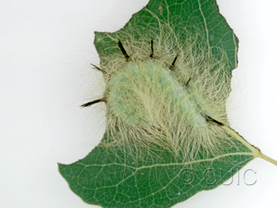 larva Acronicta cyanescens on Populus tremuloides in USA: AZ