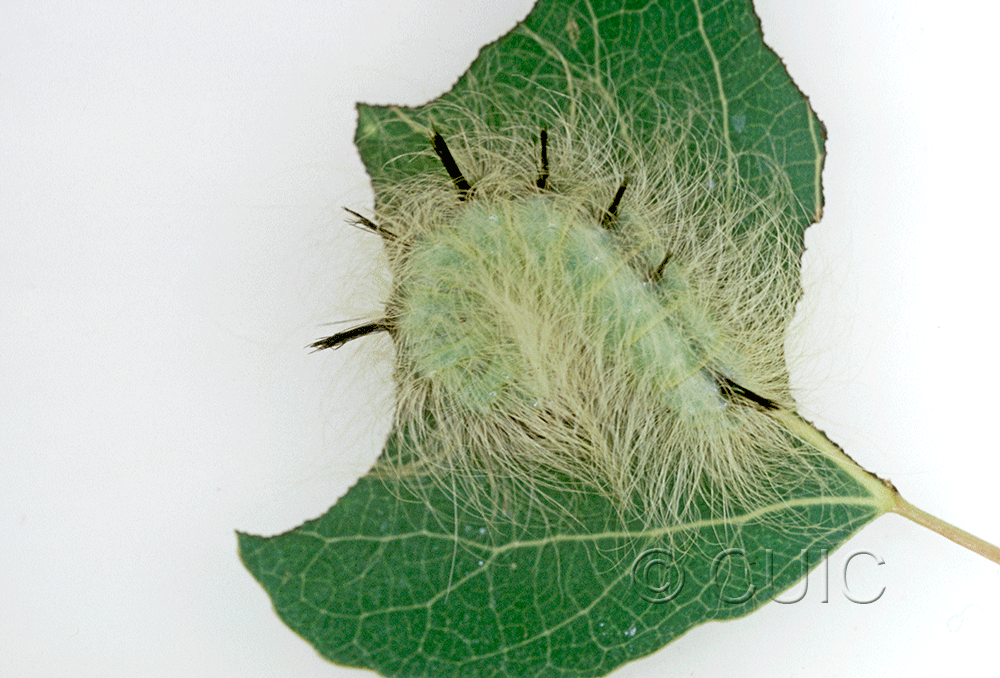 larva Acronicta cyanescens on Populus tremuloides in USA: AZ