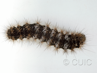 dorsal view of larva Acronicta edolata on Salix in USA: AZ