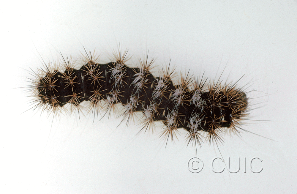 dorsal view of larva Acronicta edolata on Salix in USA: AZ