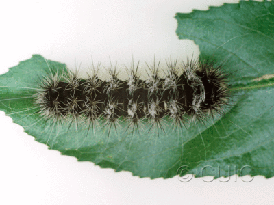 dorsal view of larva Acronicta edolata on Salix in USA: AZ