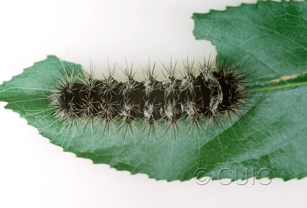 dorsal view of larva Acronicta edolata on Salix in USA: AZ