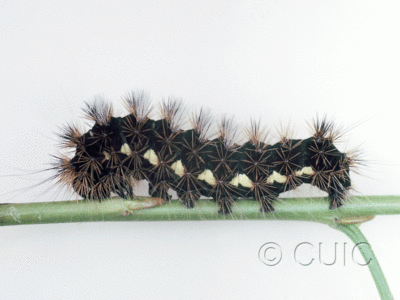 lateral view of larva Acronicta edolata on Salix in USA: AZ