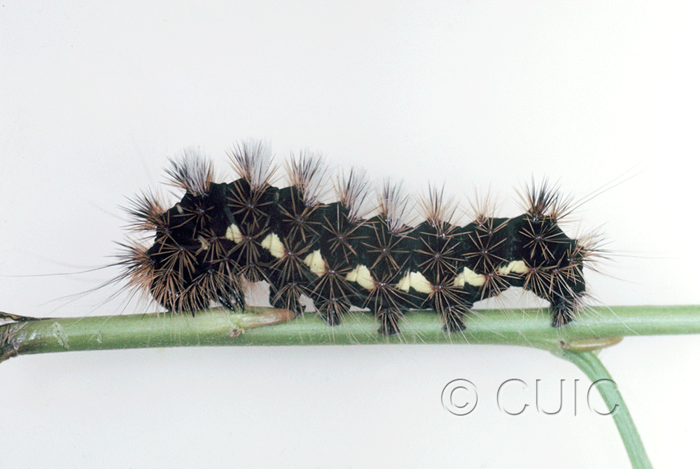 lateral view of larva Acronicta edolata on Salix in USA: AZ