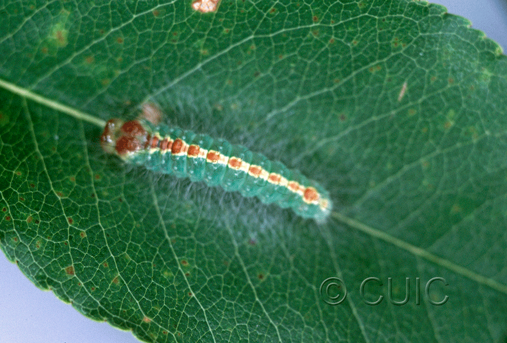dorsal view of larva Acronicta hasta