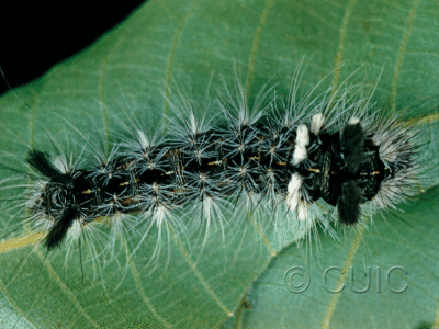 dorsal view of larva Acronicta impleta