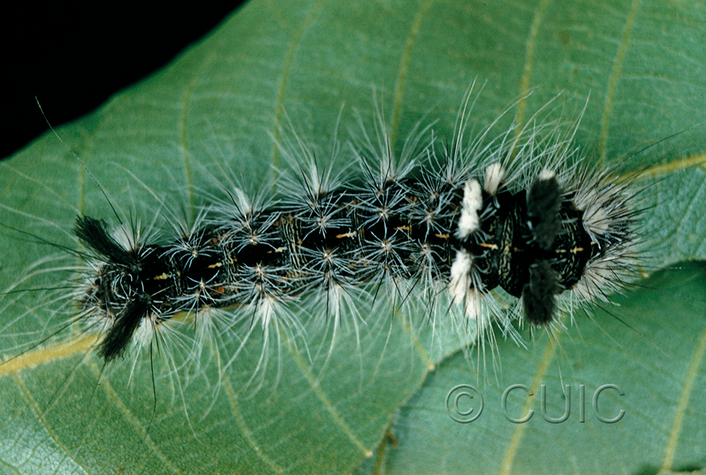 dorsal view of larva Acronicta impleta