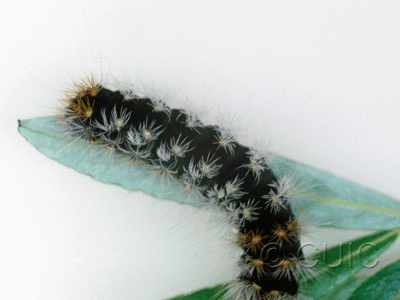 dorsal view of larva Acronicta impressa grp on Populus & Prunus in USA: AZ