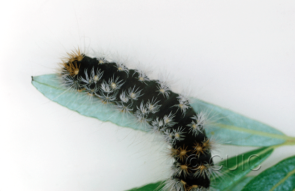 dorsal view of larva Acronicta impressa grp on Populus & Prunus in USA: AZ
