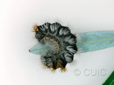 lateral view of larva Acronicta impressa grp on Populus & Prunus in USA: AZ