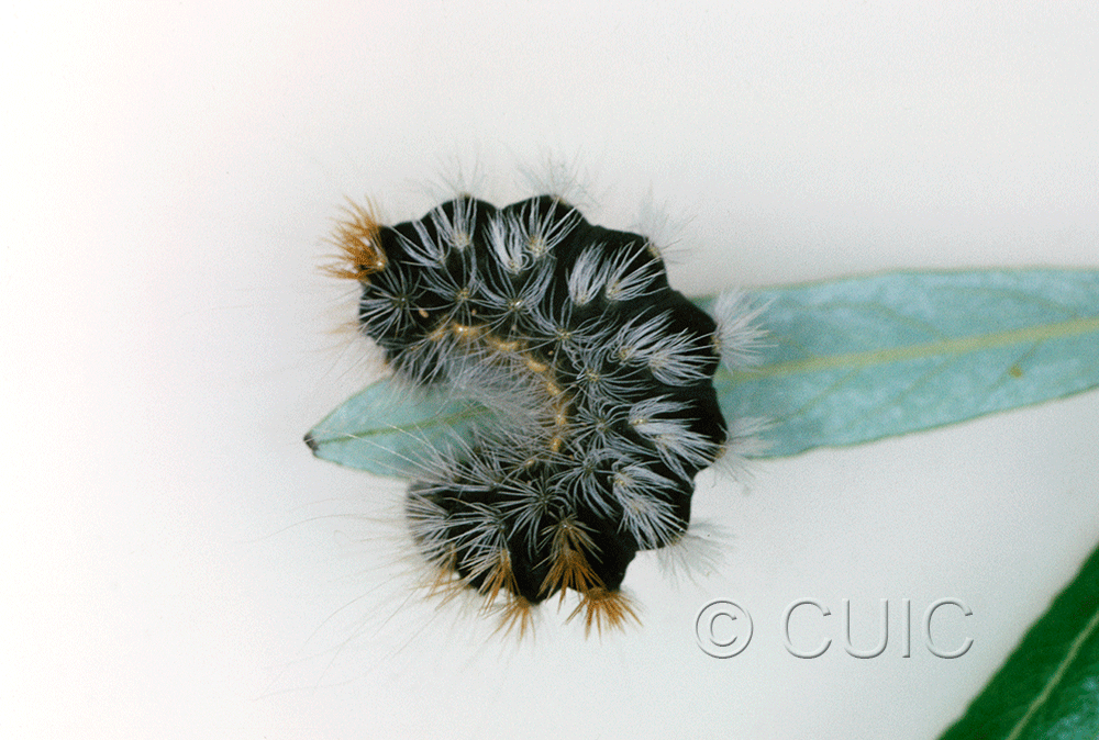 lateral view of larva Acronicta impressa grp on Populus & Prunus in USA: AZ