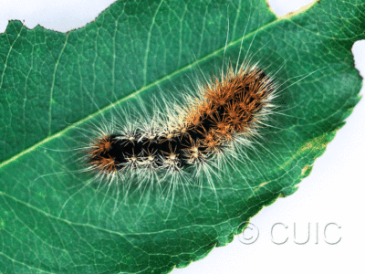 dorsal view of larva Acronicta impressa on Prunus serotina in USA: NY