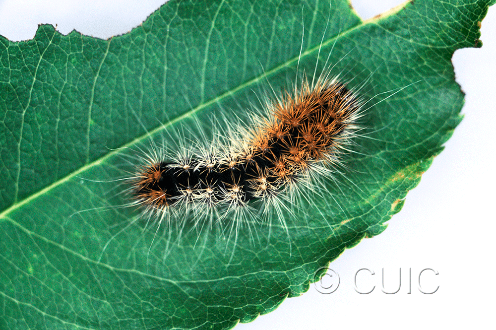 dorsal view of larva Acronicta impressa on Prunus serotina in USA: NY