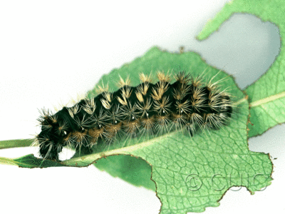 lateral view of larva Acronicta impressa on Prunus serotina in USA: NY