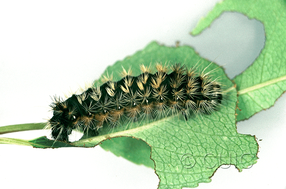 lateral view of larva Acronicta impressa on Prunus serotina in USA: NY
