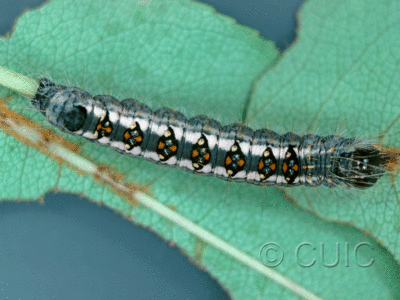 dorsal view of larva Acronicta interrupta on Prunus serotina in USA: NY