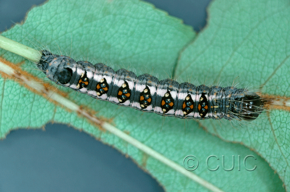 dorsal view of larva Acronicta interrupta on Prunus serotina in USA: NY