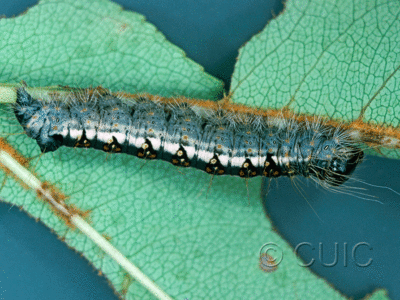 lateral view of larva Acronicta interrupta on Prunus serotina in USA: NY