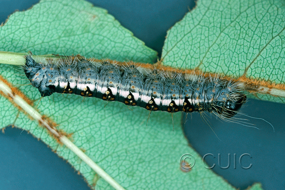 lateral view of larva Acronicta interrupta on Prunus serotina in USA: NY