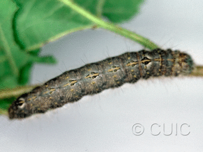 dorsal view of larva Acronicta laetifica on Corylus in USA: NY