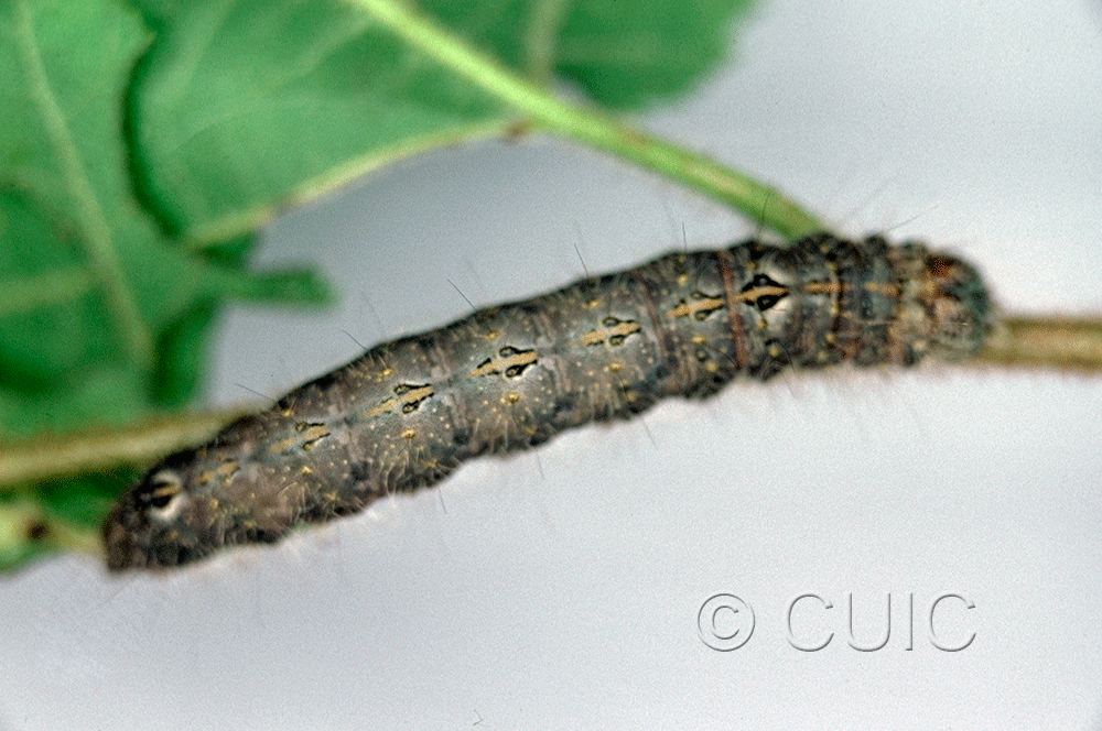 dorsal view of larva Acronicta laetifica on Corylus in USA: NY