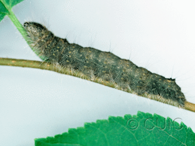 lateral view of larva Acronicta laetifica on Corylus in USA: NY