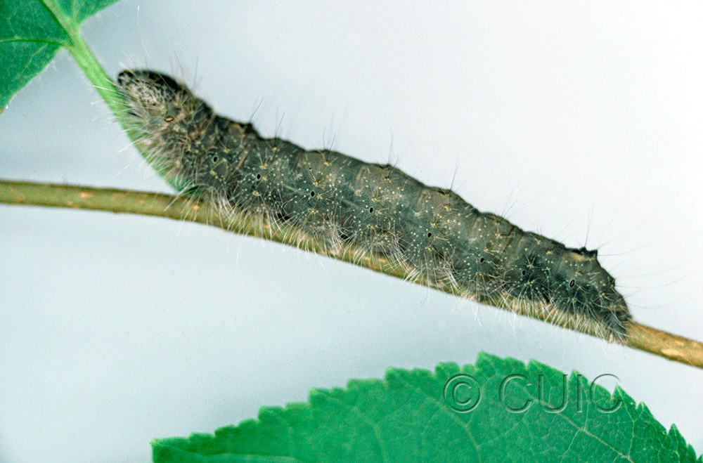 lateral view of larva Acronicta laetifica on Corylus in USA: NY