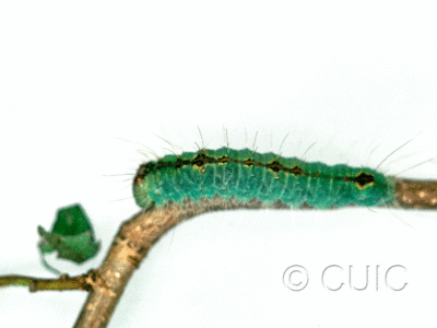 lateral view of larva Acronicta laetifica on Corylus in USA: NY